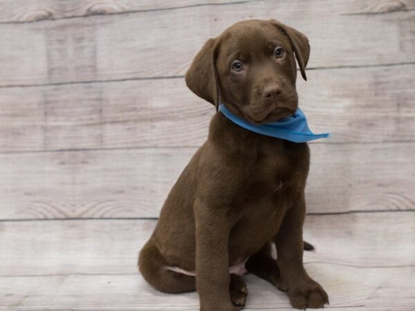 Labrador Retriever DOG Male Chocolate 12081 Petland Wichita, Kansas