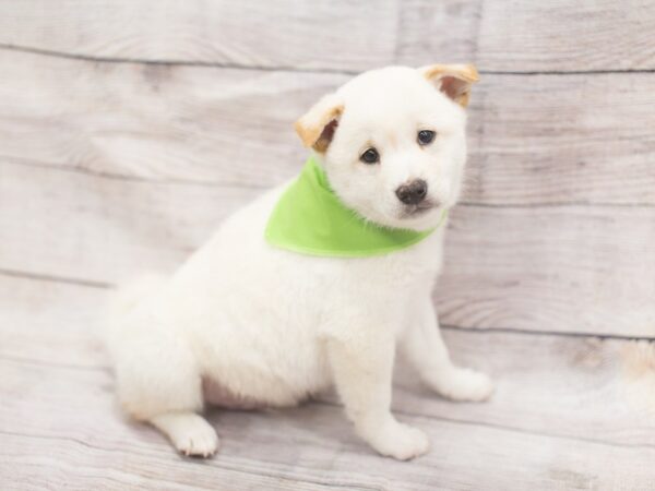 Shiba Inu DOG Male Cream 12143 Petland Wichita, Kansas