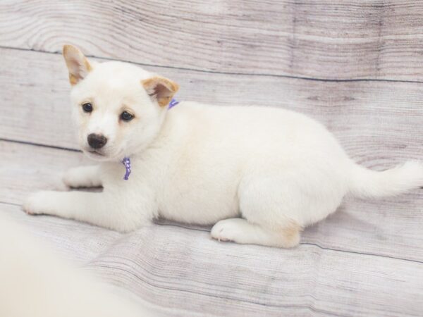 Shiba Inu-DOG-Female-Cream-12142-Petland Wichita, Kansas