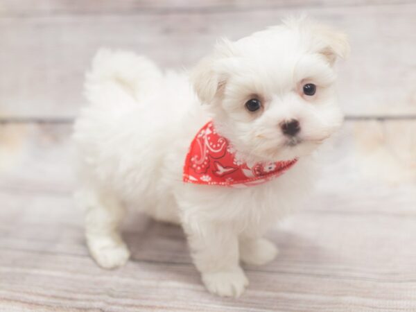 Maltese DOG Male White 12141 Petland Wichita, Kansas