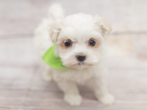 Maltese-DOG-Male-White-12140-Petland Wichita, Kansas