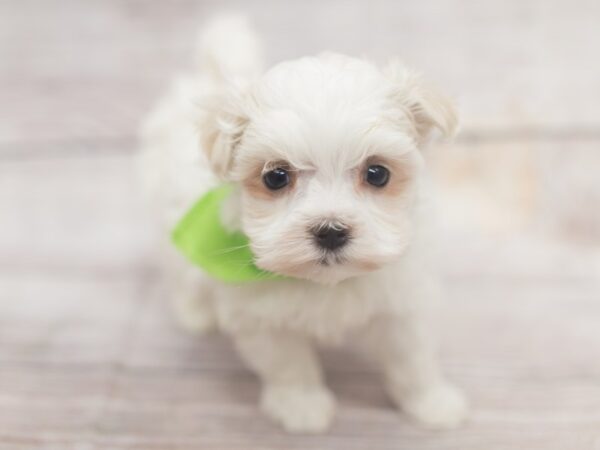 Maltese DOG Male White 12140 Petland Wichita, Kansas