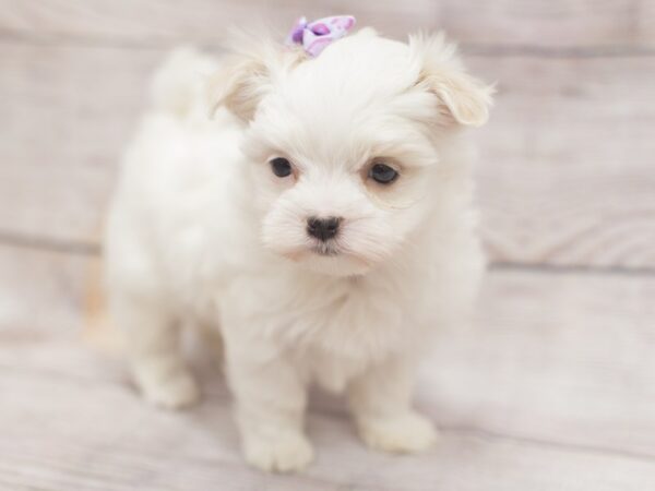 Maltese-DOG-Female-White-12139-Petland Wichita, Kansas
