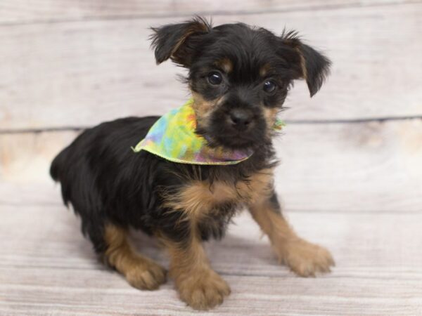 Yorkshire Terrier DOG Male Black and Tan 12138 Petland Wichita, Kansas