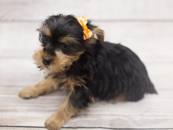 Yorkshire Terrier DOG Female Black and Tan 12137 Petland Wichita, Kansas