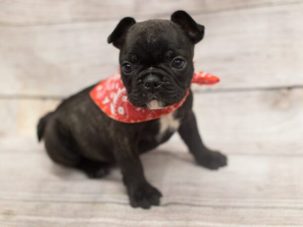 French Bulldog-DOG-Male-Brindle-12136-Petland Wichita, Kansas