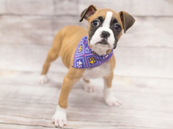 Boxer DOG Female Fawn and White 12135 Petland Wichita, Kansas