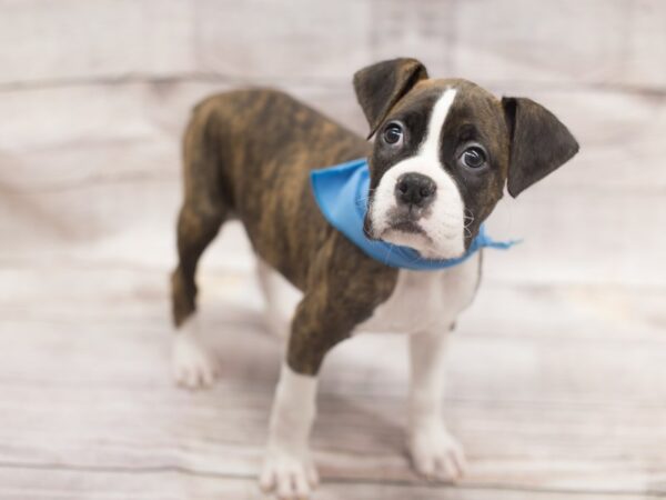 Boxer DOG Male Brindle 12134 Petland Wichita, Kansas