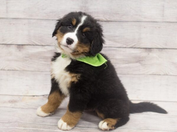 Bernese Mountain Dog DOG Male Black Rust & White 12133 Petland Wichita, Kansas