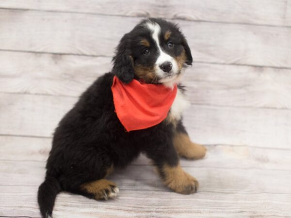 Bernese Mountain Dog DOG Male Black Rust & White 12132 Petland Wichita, Kansas