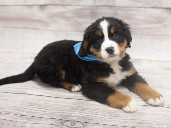 Bernese Mountain Dog DOG Male Black Rust & White 12131 Petland Wichita, Kansas