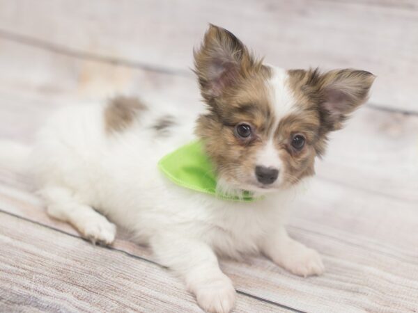 Chipom DOG Male Brindle and White 12130 Petland Wichita, Kansas