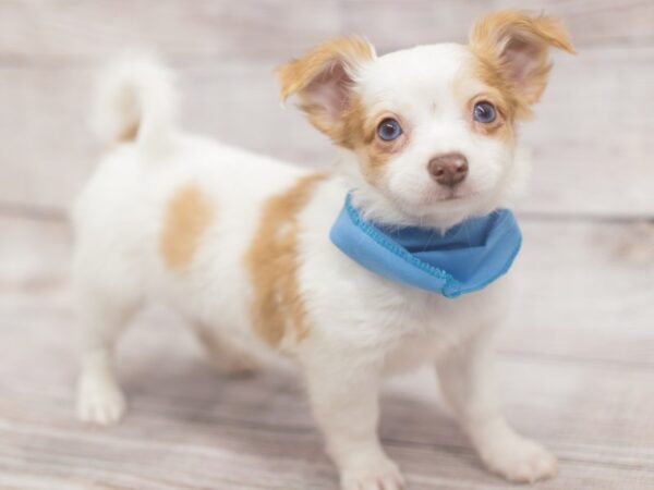 Chipom-DOG-Male-Lemon and White-12129-Petland Wichita, Kansas