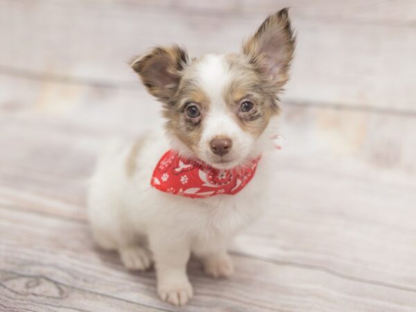 Chipom DOG Male Red Merle 12128 Petland Wichita, Kansas