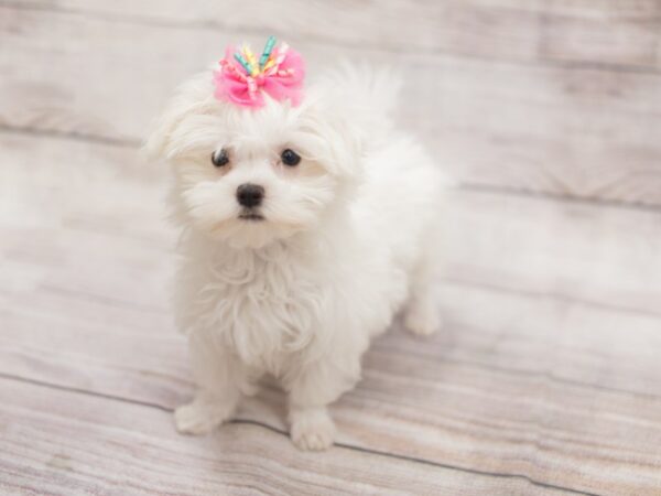 Maltese-DOG-Female-White-12127-Petland Wichita, Kansas