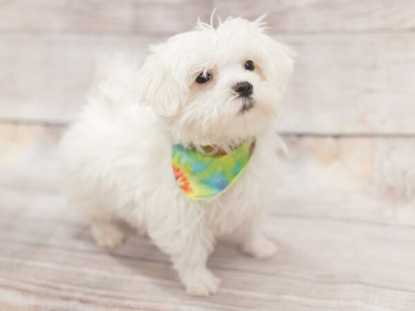 Maltese DOG Male White 12126 Petland Wichita, Kansas