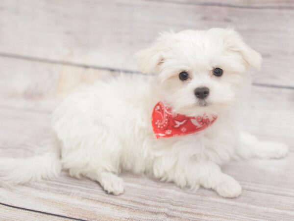 Maltese DOG Male White 12125 Petland Wichita, Kansas