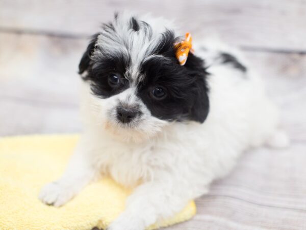 Toy ShihPoo DOG Female White and Black 12124 Petland Wichita, Kansas