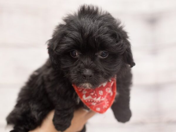 Toy ShihPoo DOG Male Black and White 12123 Petland Wichita, Kansas