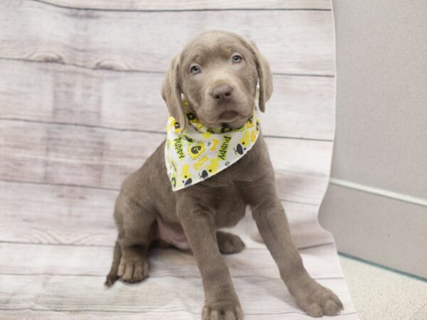 Labrador Retriever DOG Male Silver 12122 Petland Wichita, Kansas