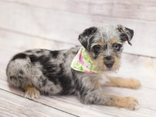 Miniature Schnauzzie DOG Female Blue Merle 12121 Petland Wichita, Kansas