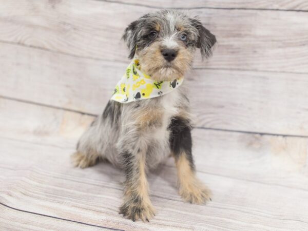 Miniature Schnauzzie DOG Male Blue Merle 12120 Petland Wichita, Kansas