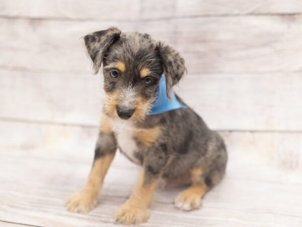 Miniature Schnauzzie-DOG-Male-Blue Merle-12119-Petland Wichita, Kansas