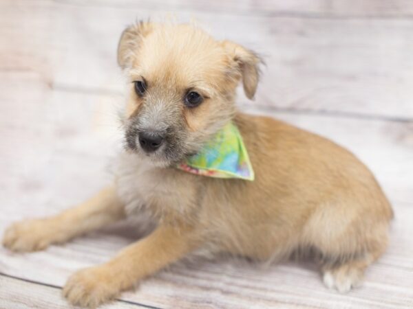 Miniature Schnauzzie DOG Male Brown 12118 Petland Wichita, Kansas