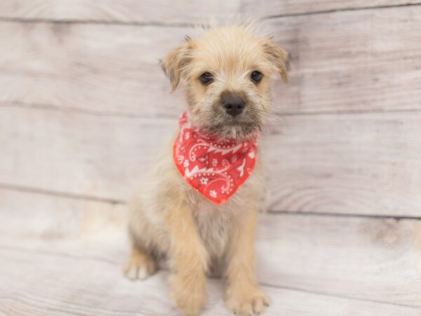 Miniature Schnauzzie-DOG-Male-Brown-12117-Petland Wichita, Kansas