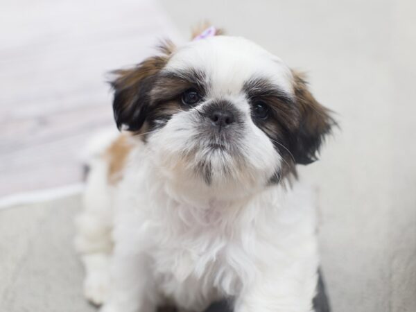 Shih Tzu DOG Female Brown and White 12116 Petland Wichita, Kansas