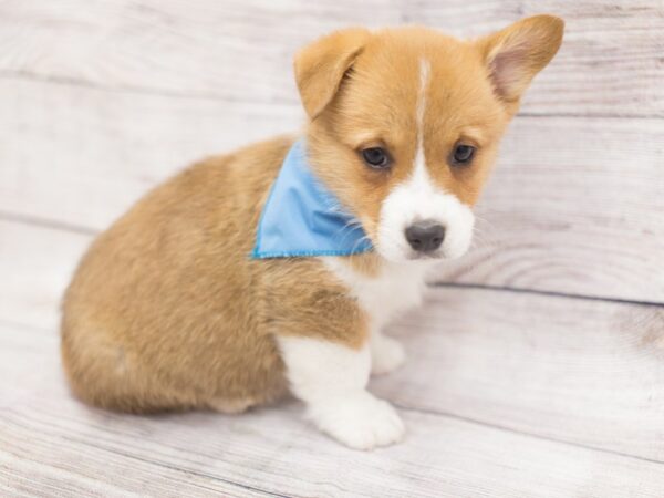 Pembroke Welsh Corgi DOG Male Red 12114 Petland Wichita, Kansas