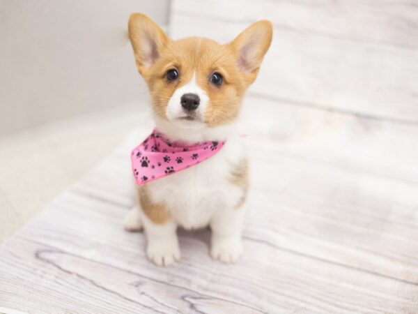 Pembroke Welsh Corgi-DOG-Female-Red-12113-Petland Wichita, Kansas