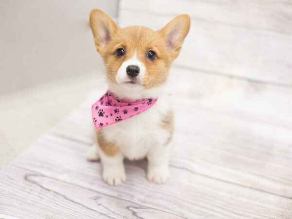 Pembroke Welsh Corgi DOG Female Red 12113 Petland Wichita, Kansas