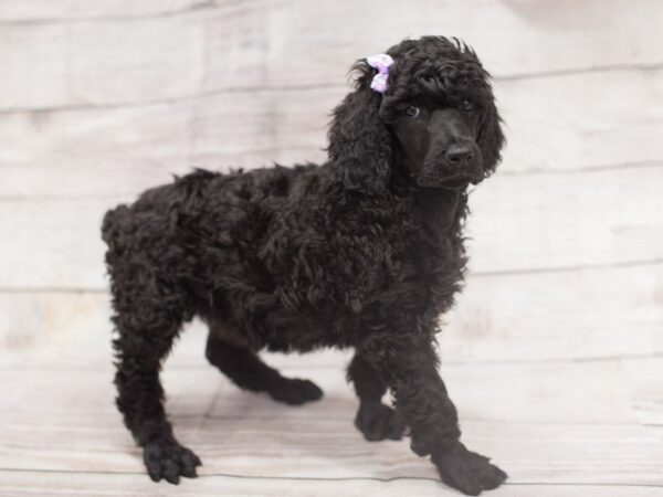 Standard Poodle DOG Female Black 12112 Petland Wichita, Kansas