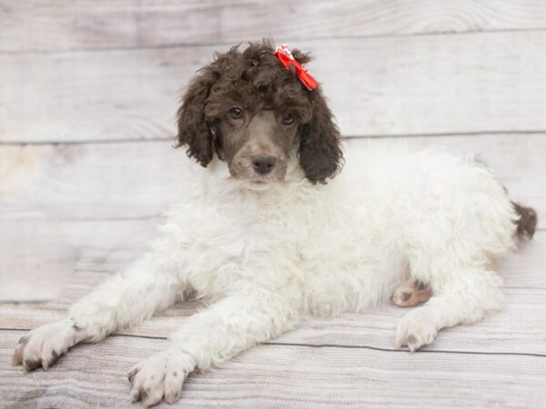 Standard Poodle DOG Female White and Brown 12111 Petland Wichita, Kansas