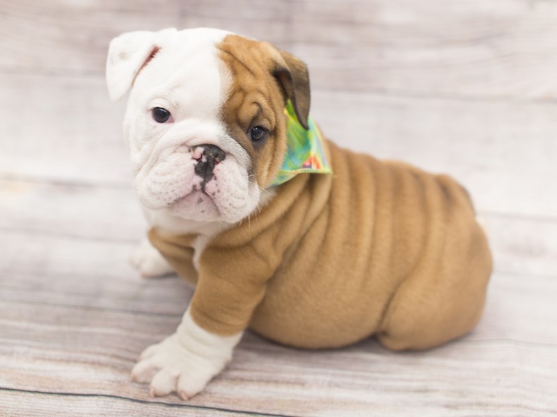 Fawn and shop white bulldog