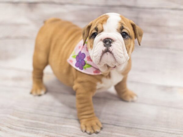 English Bulldog DOG Female Fawn and White 12109 Petland Wichita, Kansas