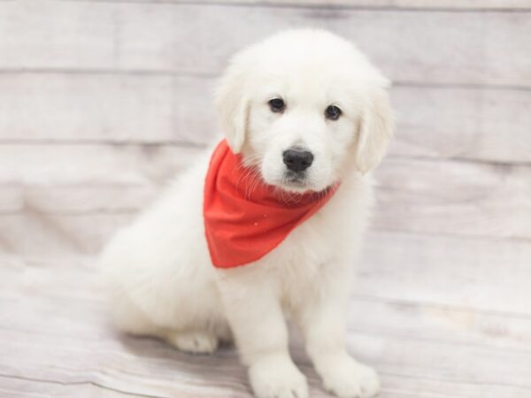 English Cream Golden Retriever DOG Male Cream 12108 Petland Wichita, Kansas