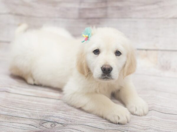 English Cream Golden Retriever DOG Female Cream 12107 Petland Wichita, Kansas