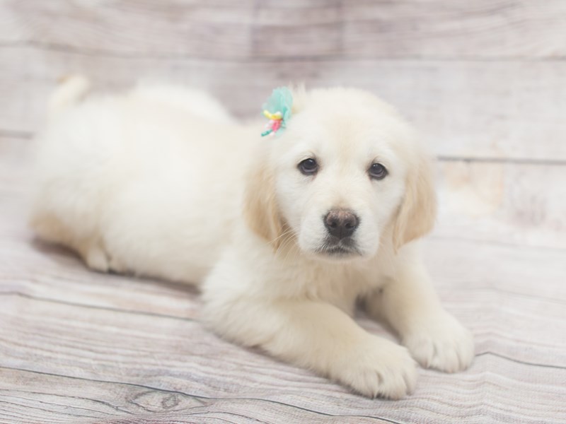 Female english golden sales retriever