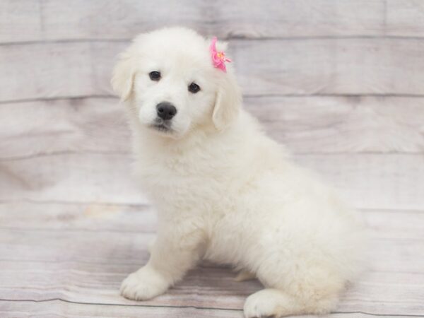 English Cream Golden Retriever DOG Female Cream 12106 Petland Wichita, Kansas