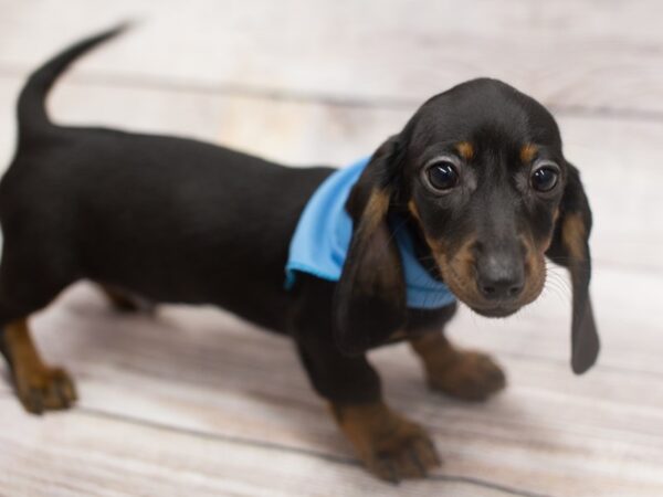 Miniature Dachshund DOG Male Black and Tan 12104 Petland Wichita, Kansas