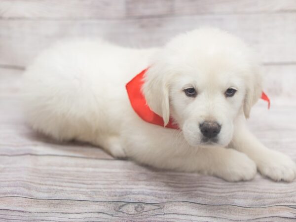 English Cream Golden Retriever DOG Male Cream 12105 Petland Wichita, Kansas