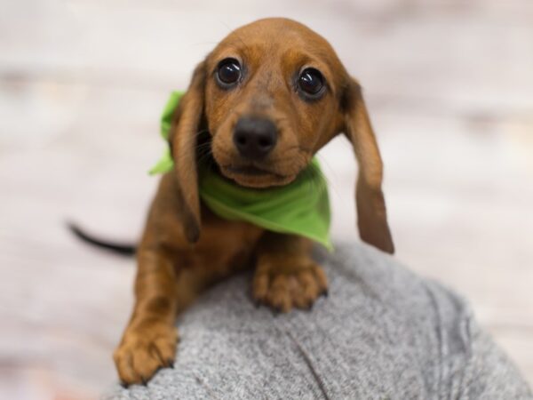 Miniature Dachshund DOG Male Red 12103 Petland Wichita, Kansas