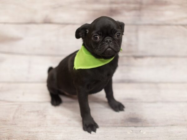 Pug-DOG-Male-Black-12166-Petland Wichita, Kansas