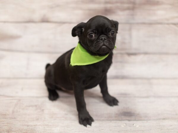 Pug DOG Male Black 12166 Petland Wichita, Kansas