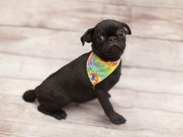 Pug DOG Male Black 12165 Petland Wichita, Kansas