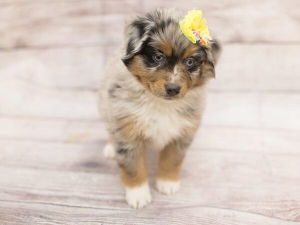 Miniature Australian Shepherd DOG Female Blue Merle 12164 Petland Wichita, Kansas