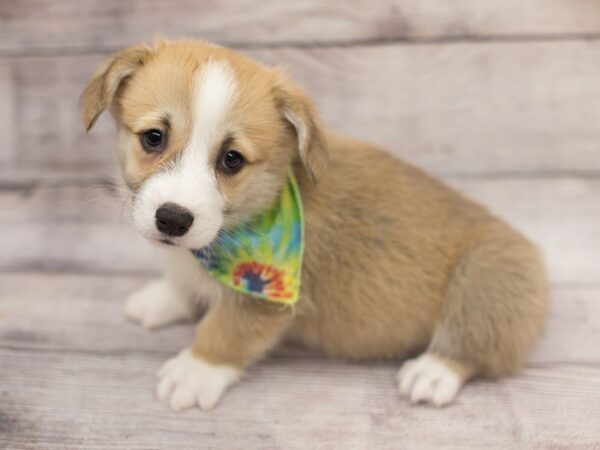 Pembroke Welsh Corgi-DOG-Male-Sable and White-12163-Petland Wichita, Kansas