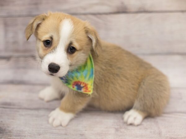 Pembroke Welsh Corgi DOG Male Sable and White 12163 Petland Wichita, Kansas